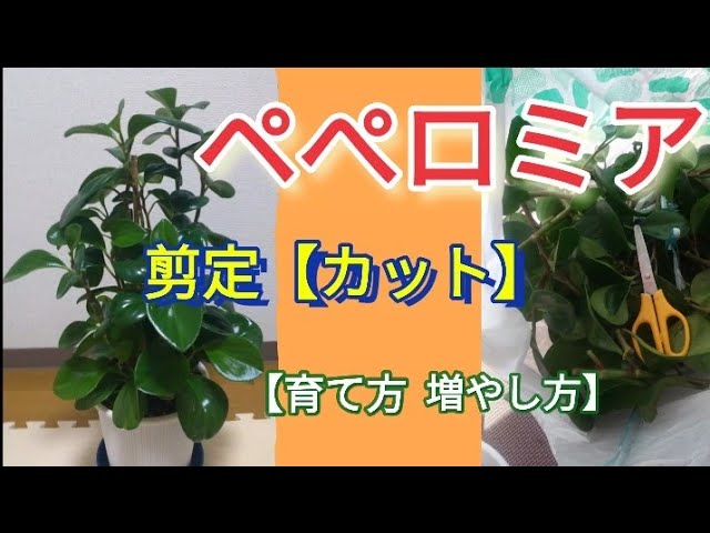 ペペロミア 剪定 観葉植物 ペペロミア剪定 カット 増やし方育て方 Youtube