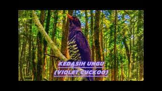 Masteran Paling Populer Tahun ini, Kedasih Ungu (Violet Cuckoo)