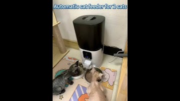 Automatic cat feeder for 2 cats