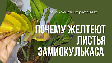 Желтеют листья замиокулькаса.5главных ошибок при выращивании замиокулькаса.#zzplant #замиокулькас