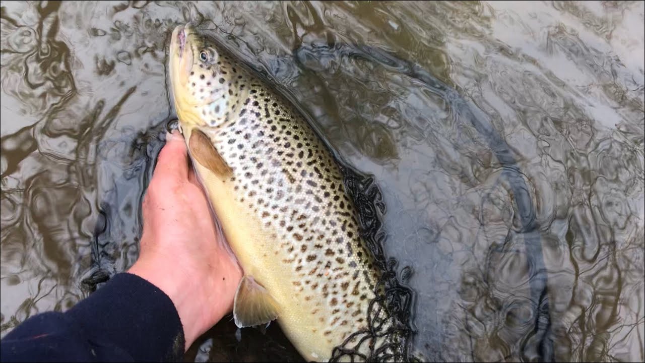 Catching BIG AGGRESSIVE Brown Trout On JERK BAITS (Rapala F5) 