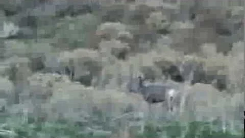 Buck vs Doe??? Raw Footage!