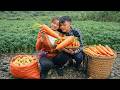 Harvesting Carrots & Potatoes for Market Day | Organic Farm Life & Caring for Pets