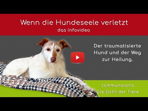 Video: Arrhythmien Nach Stumpfem Herztrauma Bei Hunden