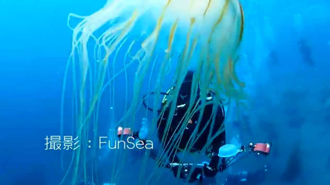 アカクラゲ 毒強い注意 写真 ダイビング クラブ