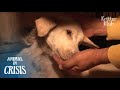 Dog Trembling With Seizure Starves But Waits For An Owner Who Abandoned Her | Animal in Crisis EP108