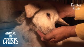 Dog Trembling With Seizure Starves But Waits For An Owner Who Abandoned Her | Animal in Crisis EP108