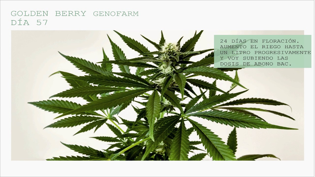 FLORACIÓN Golden Berry GENOFARM 250W