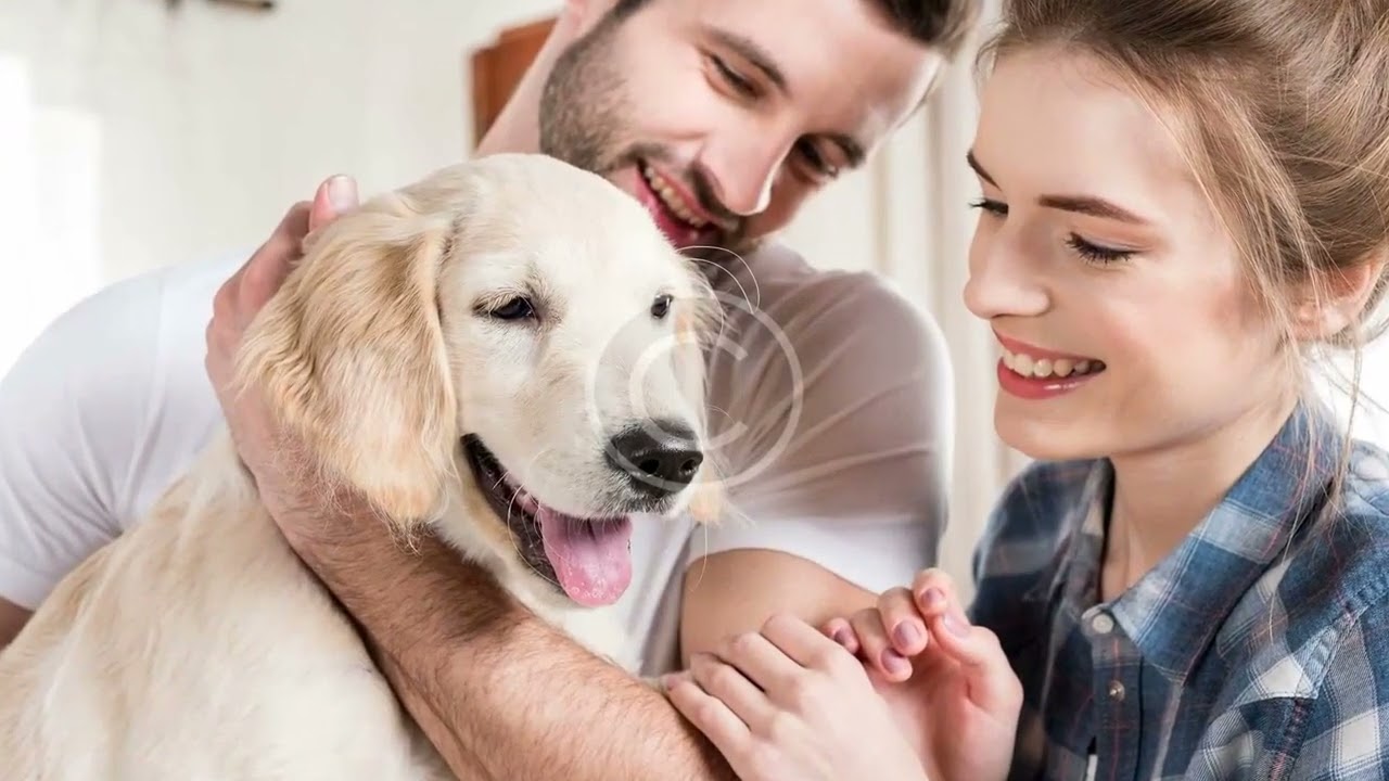 Best Pet Insurance In California 2022
