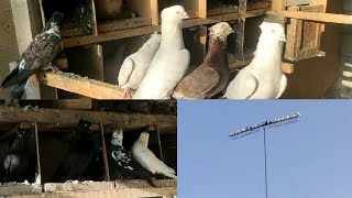 : 100 ming dan optimiga sotaman hammasi o'ynab uchadi garantiya 100% 94 566 2676 kabootar bazi, pigeon