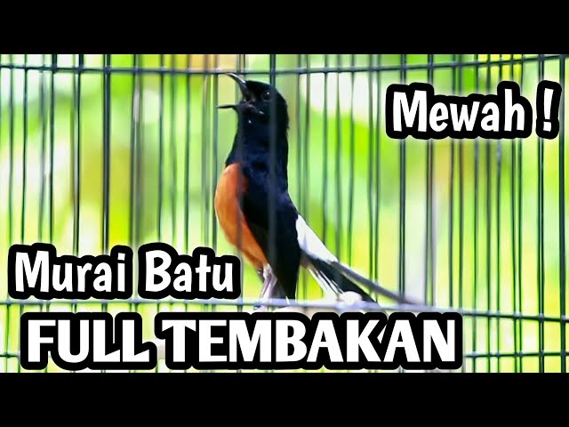 MASTERAN MURAI BATU FULL ISIAN TEMBAKAN CILILIN JENGGOT KENARI KAPAS TEMBAK CUNGKOK SIKATAN LONDO class=