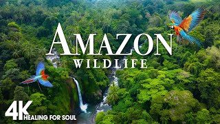 Amazon Wildlife In 4K - Animals That Call The Jungle Home | Amazon Rainforest | Relaxation Film