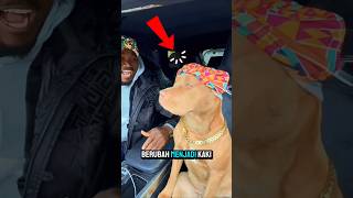 Anjing Ini Terlihat Menyeramkan… Tapi Faktanya Bikin Kaget! 😱🐶 #viral #fyp #shorts