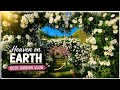🌸 Beautiful White Rose Garden 🌿 | Heaven on Earth Nature Vlog ✨