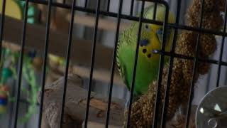 Budgie Boys During Quarantine. 20230318 162619