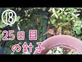 増えすぎアマゾンフロッグピットからも針子たくさん【北海道メダカビオトープ】