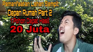 Memanfaatkan Lahan Sempit, Alasan Orang-Orang Menanam Pohon Ini,Hasil Nya Bisa Mencapai 20 Juta