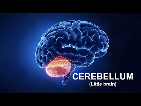 Video: Cerebellum-tiedot, Toiminta, Sijainti Ja Häiriöt