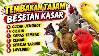 🔴 MUDAH MASUK DONGKRAK TEMBAKAN MEMATIKAN ‼️MASTERAN ISIAN MURAI BATU GACOR