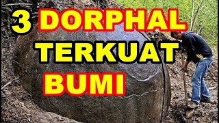 3 DORPHAL TERKUAT di BUMI ~ DORPHAL NANO TEKNOLOGI