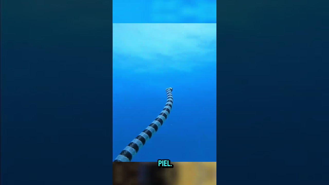 Conocias a las Serpientes Marinas  