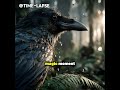 Crows Don’t Panic When Sick — What They Do Instead Is Incredible #crows #crowlife #crow #didyouknow