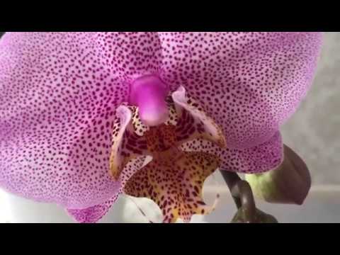 Обрезать цветонос у орхидеи или нет?! На примере цветущих орхидей)