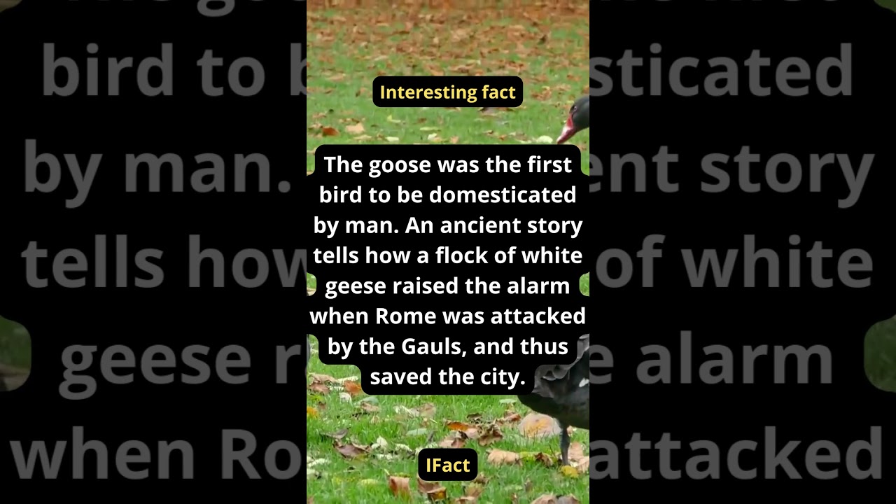 Interesting fact: What was the first bird to be domesticated by man?