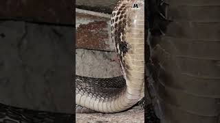 Our Team Recently Rescued An Indian Cobra Snake!