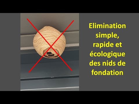 Vidéo: Comment se débarrasser d'un nid de frelons en temps opportun ?