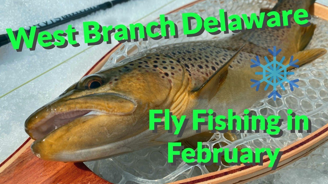 West Branch Delaware River Winter Fly Fishing in February YouTube