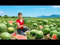 Rewind Timelapse: Harvest 300+ Watermelons, Go to Market with Phương | Phương Farm TV