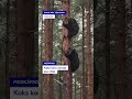 Karusid on näha juba pea iga nädal 😲#postimees #karu #metsloom #loodus