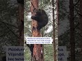 Karusid on näha juba pea iga nädal 😲#postimees #karu #metsloom #loodus