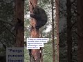 Karusid on näha juba pea iga nädal 😲#postimees #karu #metsloom #loodus