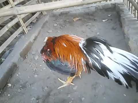 Ciri\