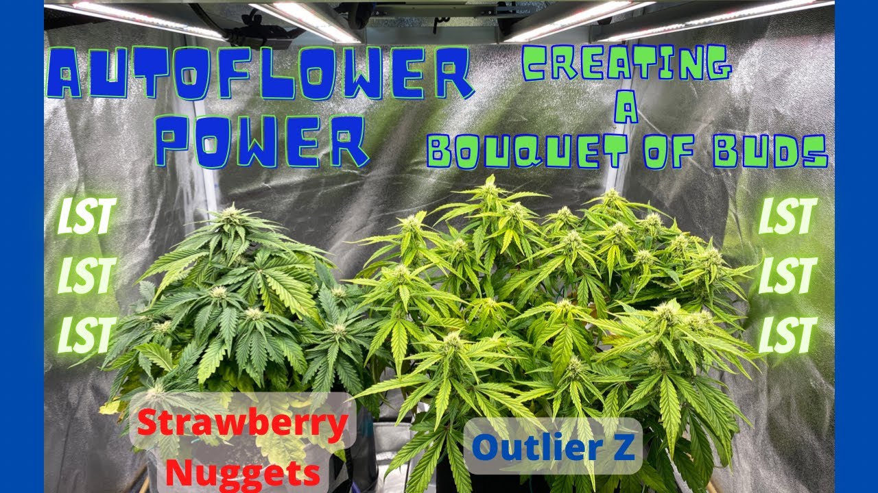 Autoflower Power, Creating a Bouquet of Buds | Outlier Z & Strawberry Nuggets w/ Mars Hydro FCE-3000