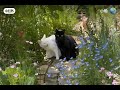The Lovely cats. Have a nice day