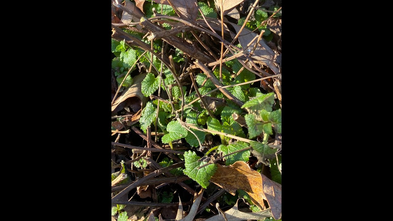 Garden tour finally cleaning up the herbal garden and chitchat