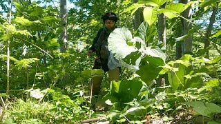 コロボックルのフキを採って食う、でかい！！旨い！！