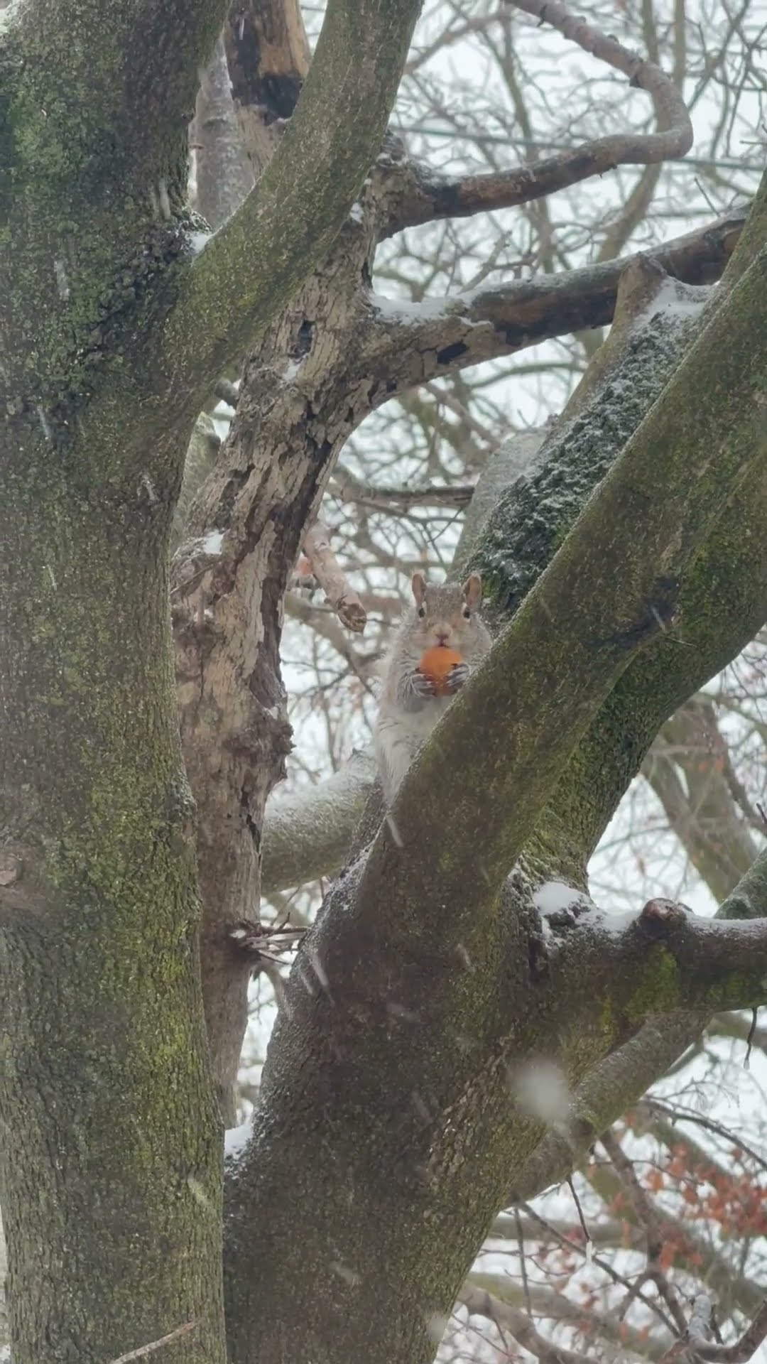 Canadian Squirrel Eating His Timbits || ViralHog