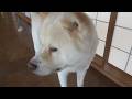 【秋田犬ゆうき】お散歩に行く♪と期待したら廊下で遊びたいだけだったので全く気が乗らない【akita dog】