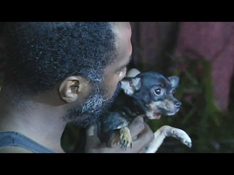 Dog Saves Man From Burning Home - YouTube