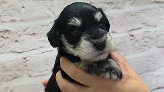 Mシュナウザー ♀C 260201生 260225撮影 - YouTube