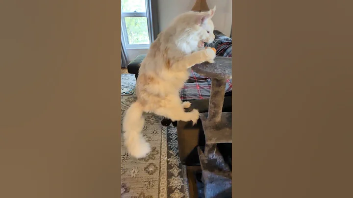 Watch the video about Playing with a Large Maine Coon - Meet Aizen! #catshorts #mainecooncat #catplaying