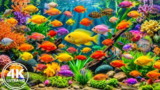 Beautiful Fish World 4K ULTRA HD | Colorful Tropical Species & Peaceful Aquarium Life screenshot 1