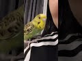 #love #parrot #budgies #animals #музыка #music