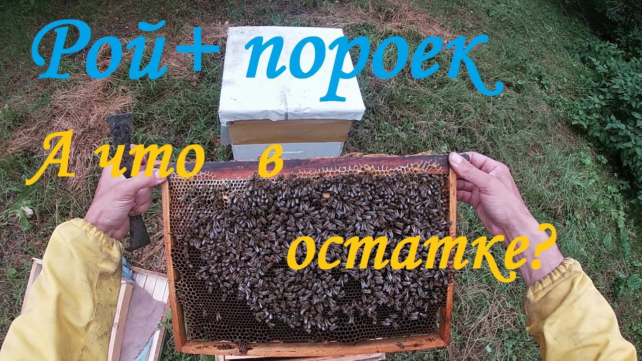 Пчеловод Тамбов Магазин Адрес Пчеловод Тамбов Магазин Адрес