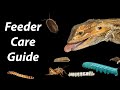 How to Care for Feeder Insects (Most commonly used)