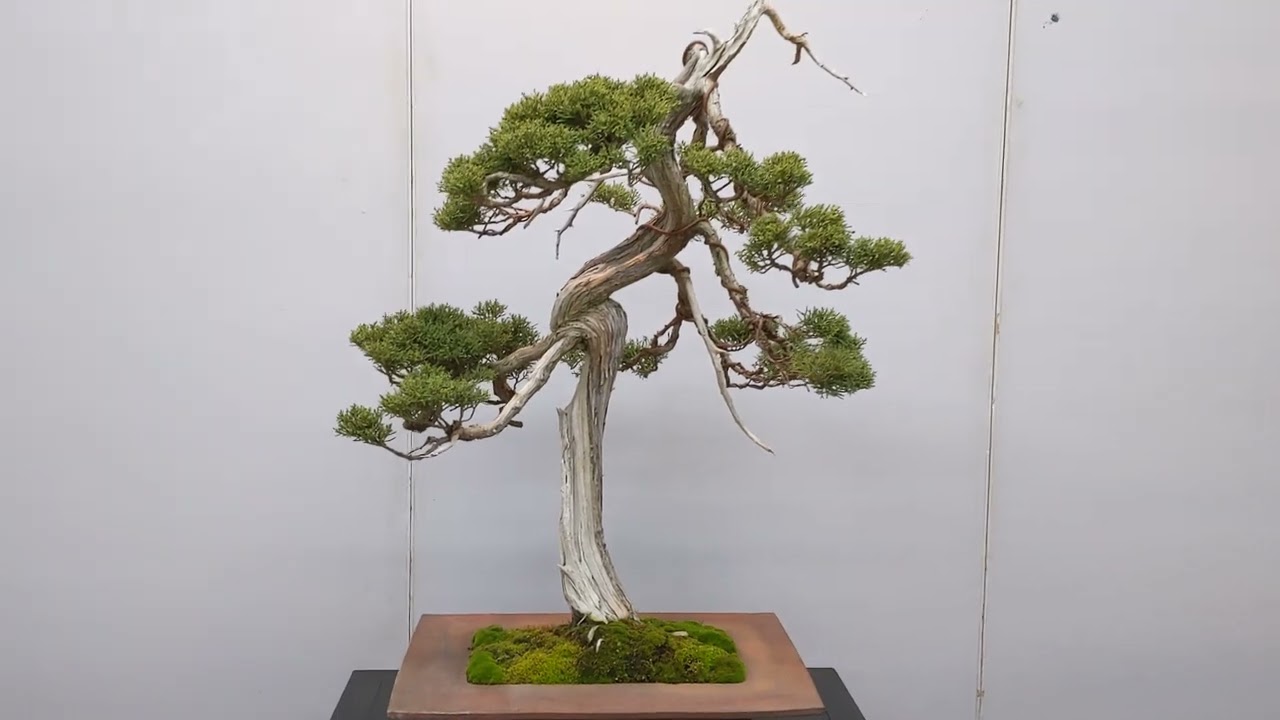 ビャクシン　盆栽 紀州真柏の盆栽を販売｜盆栽妙 – 盆栽妙 本店